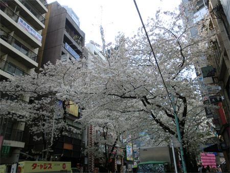 20130328sakura_f.jpg