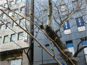 20130314sakura_f.jpg