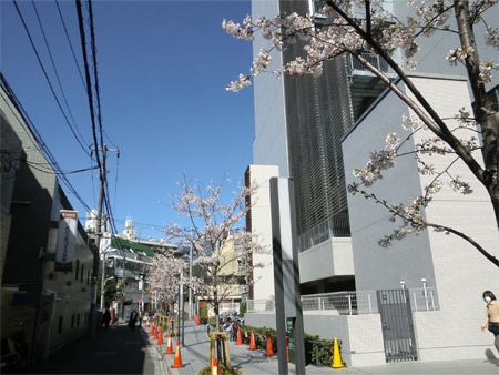 20130321sakura_b.jpg