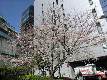 20130321sakura_c.jpg