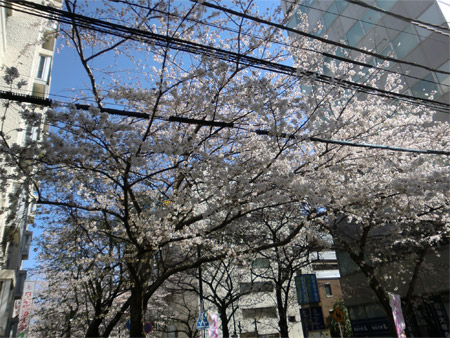 20130321sakura_d.jpg