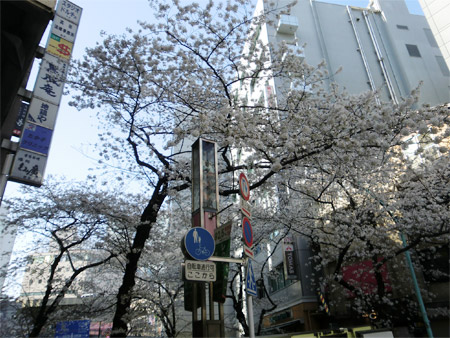 20130321sakura_f.jpg