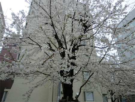 20130325sakura_a.jpg