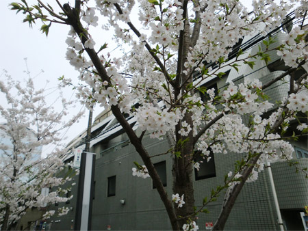 20130325sakura_b.jpg