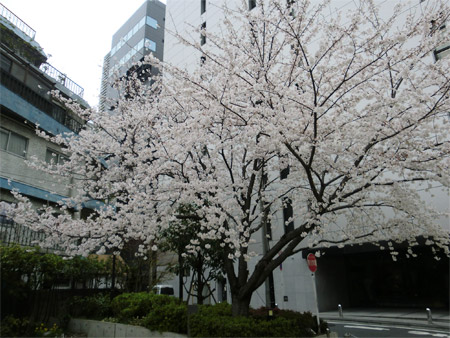 20130325sakura_c.jpg