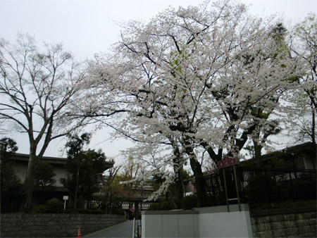 20130325sakura_e.jpg