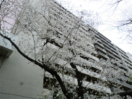 20130325sakura_f.jpg