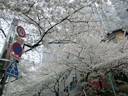 20130325sakura_g.jpg