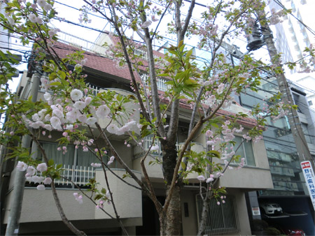 20130328sakura_c.jpg