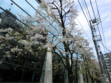 20130328sakura_d.jpg