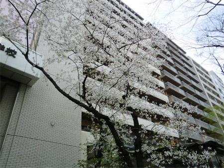 20130328sakura_e.jpg