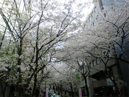 20130328sakura_g.jpg