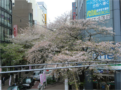 20130401sakura_e.jpg