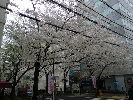 20130404sakura_a.JPG