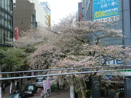 20130404sakura_b.jpg