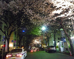 mandara_20100401sakura02.jpg